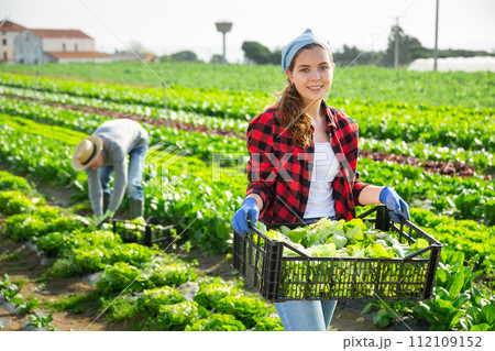 Female farmer carries box with harvest of salad 112109152