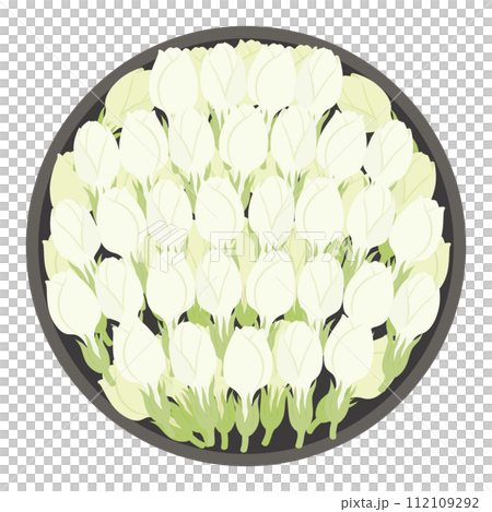 jasmine flower bud illustration 112109292