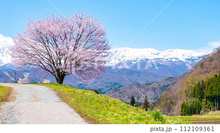 野平の一本桜 112109361