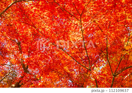 裏側から見るモミジの真っ赤な紅葉 112109637