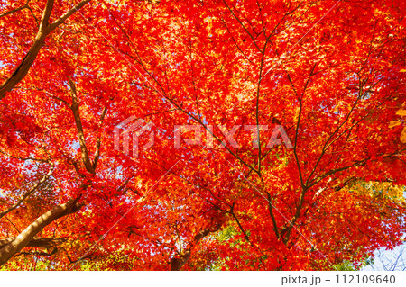 裏側から見るモミジの真っ赤な紅葉 裏側から見るモミジの真っ赤な紅葉 112109640