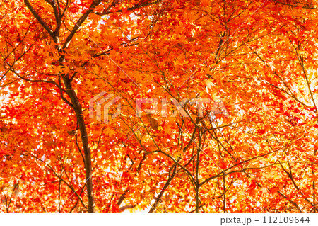 裏側から見るモミジの真っ赤な紅葉 112109644