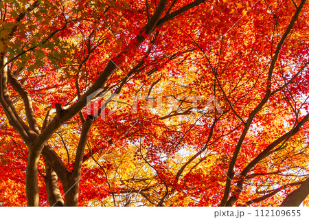 裏側から見るモミジの真っ赤な紅葉 112109655