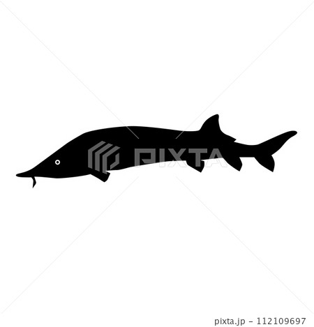 Beluga Sturgeon or Huso Fish Silhouette Beluga Sturgeon or Huso Fish Silhouette 112109697