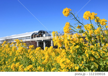 川和町駅前の菜の花畑　春 112109916