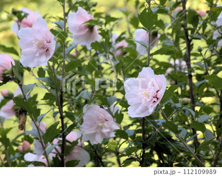 ムクゲ・ピンクデライトの花　熊本県阿蘇郡小国町上田 112109989