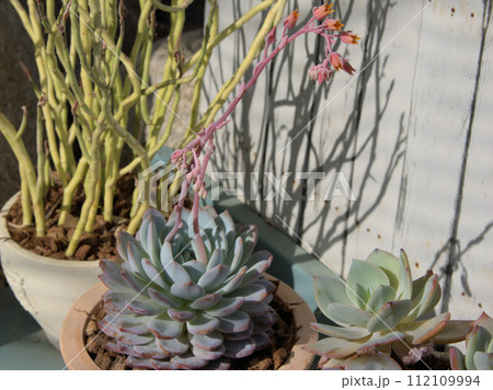 福岡市植物園の温室にあるサボテンの花　福岡県福岡市中央区小笹 112109994