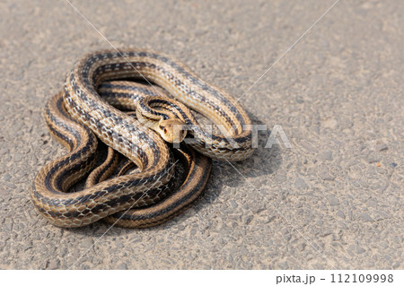 温かい舗装路でとぐろを巻くシマヘビ 温かい舗装路でとぐろを巻くシマヘビ 112109998