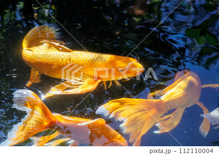 美しいヒレナガニシキゴイの池。ロープウェイで登る下田駅近くの寝姿山自然公園。  静岡県伊豆半島下田市 112110004