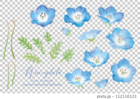 Cartoon illustration of nemophila painted in watercolor Cartoon illustration of nemophila painted in watercolor 112110123