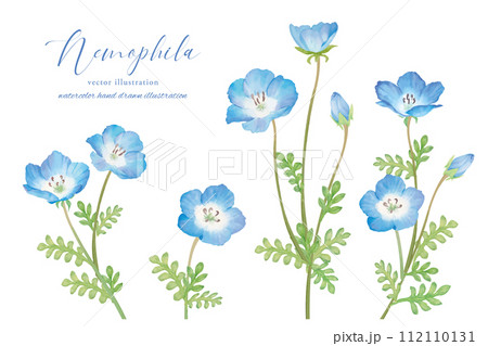 水彩で描いたのネモフィラのボタニカルアート 水彩で描いたのネモフィラのボタニカルアート 112110131