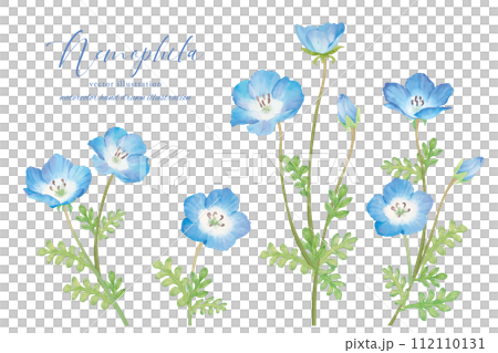 Nemophila 植物藝術畫水彩 112110131