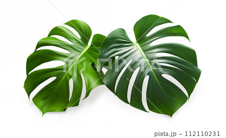 AI-generated content. Close-up of Monstera leaves isolated, white background 112110231