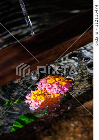 神聖な手水舎とランタナの花。神聖な愛染明王堂の御本尊など。ロープウェイで登る下田駅近くの寝姿山自然公 神聖な手水舎とランタナの花。神聖な愛染明王堂の御本尊など。ロープウェイで登る下田駅近くの寝姿山自然公 112110474