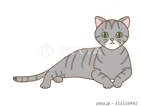 黒キジ・サバトラの猫がリラックスした体勢で上体を上げ、正面を真っ直ぐ見つめている 112110492