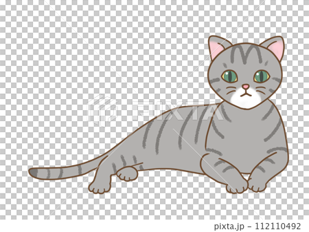 黒キジ・サバトラの猫がリラックスした体勢で上体を上げ、正面を真っ直ぐ見つめている 112110492