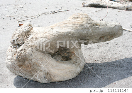 有明海の砂浜に漂着した流木 有明海の砂浜に漂着した流木 112111144