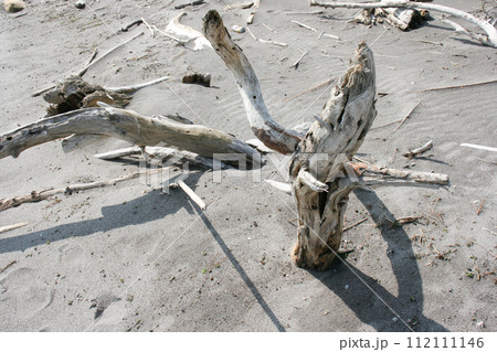 有明海の砂浜に漂着した流木 112111146