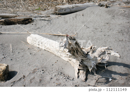 有明海の砂浜に漂着した流木 112111149