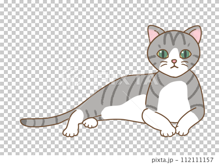 A yellow-bellied cat stands up in a relaxed position and stares straight ahead. A yellow-bellied cat stands up in a relaxed position and stares straight ahead. 112111157