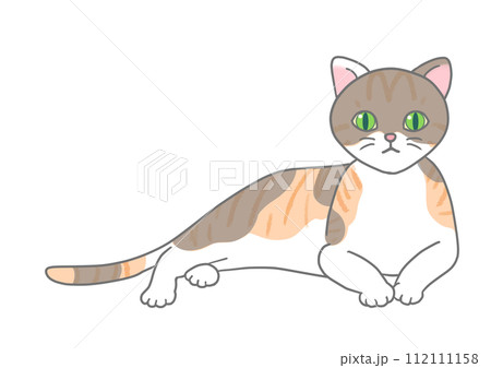 キジ三毛猫がリラックスした体勢で上体を起こし、真っ直ぐ正面を見つめている。 112111158