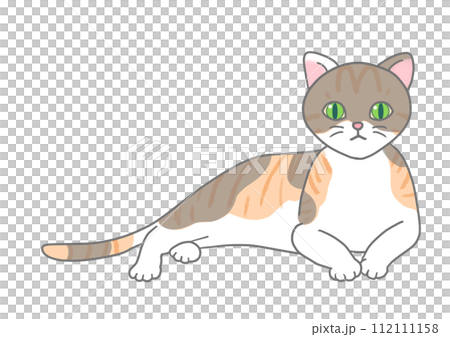 キジ三毛猫がリラックスした体勢で上体を起こし、真っ直ぐ正面を見つめている。 112111158