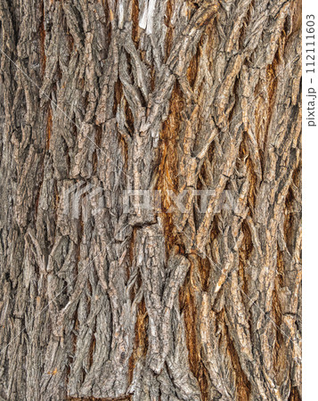 The texture of the bark of an old willow. Detailed bark texture. Natural background The texture of the bark of an old willow. Detailed bark texture. Natural background 112111603