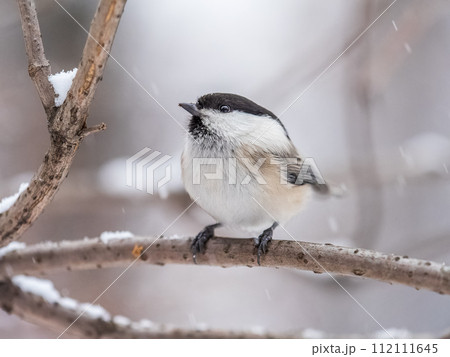 Cute bird the willow tit, song bird sitting on a branch without leaves in the winter. 112111645