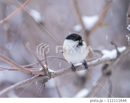 Cute bird the willow tit, song bird sitting on a branch without leaves in the winter. Cute bird the willow tit, song bird sitting on a branch without leaves in the winter. 112111646
