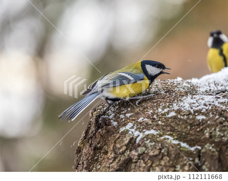 Cute bird Great tit, songbird sitting on a branch with snow in the autumn or winter. Cute bird Great tit, songbird sitting on a branch with snow in the autumn or winter. 112111668