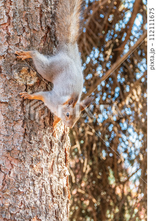 Squirrel sitting upside down on a tree trunk. The squirrel hangs upside down on a tree against colorful blurred background. Close-up. Squirrel sitting upside down on a tree trunk. The squirrel hangs upside down on a tree against colorful blurred background. Close-up. 112111675