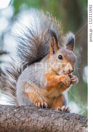 The squirrel with nut sits on tree in the autumn. Eurasian red squirrel, Sciurus vulgaris. 112111692