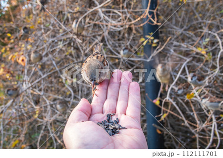 Sparrow eats seeds from a man's hand Sparrow eats seeds from a man's hand 112111701