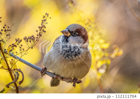 Sparrow sits on a branch without leaves. Sparrow sits on a branch without leaves. 112111704