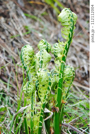 コゴミが川岸に自生していた コゴミが川岸に自生していた 112112004