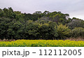 菜の花畑のある風景 112112005