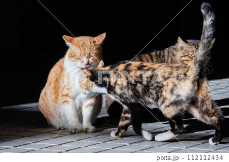 日向ぼっこする猫たち。古くからの歴史あふれる下田の町並み。  静岡県伊豆半島下田市。 2023年10 112112434