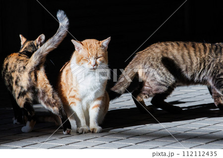 日向ぼっこする猫たち。古くからの歴史あふれる下田の町並み。  静岡県伊豆半島下田市。 2023年10 112112435