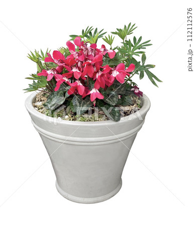 花　シクラメン　鉢植え　切り抜き 112112576