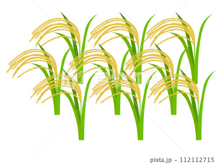 収穫期の稲穂 収穫期の稲穂 112112715