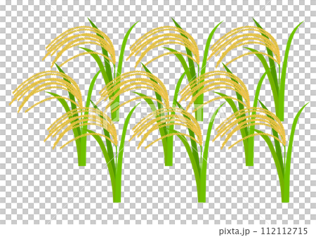 収穫期の稲穂 収穫期の稲穂 112112715