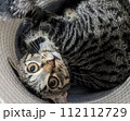 丸くなる猫 112112729