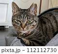ご機嫌が悪いいたずら猫 112112730