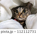 隠れているつもりの猫 112112731