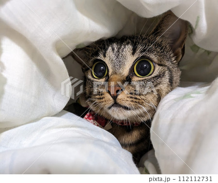 隠れているつもりの猫 112112731