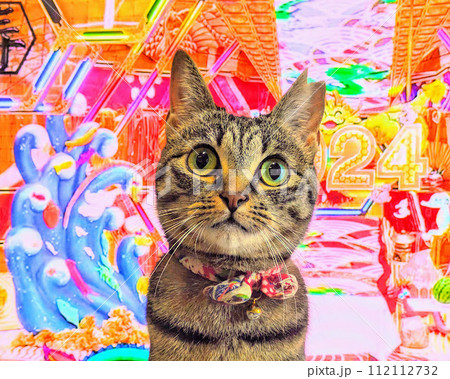 見つめる猫 112112732