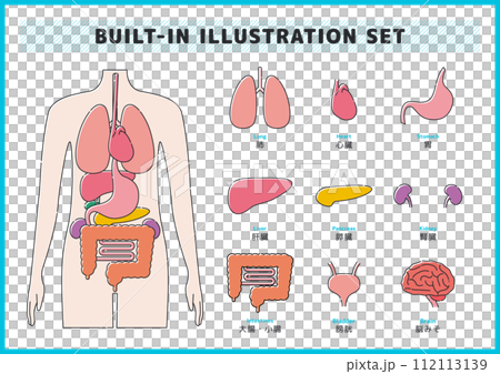 Illustration material set of human body and organs Illustration material set of human body and organs 112113139