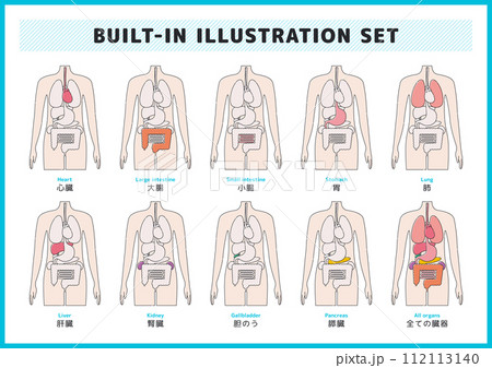 人間の身体・臓器のイラスト素材セット 人間の身体・臓器のイラスト素材セット 112113140
