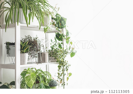 Houseplant domestic jungle garden organization fresh natural plant pots variegated monstera at room Houseplant domestic jungle garden organization fresh natural plant pots variegated monstera at room 112113305