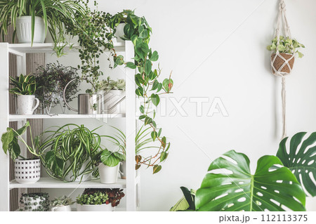 Houseplant domestic jungle garden organization fresh natural plant pots variegated monstera at room Houseplant domestic jungle garden organization fresh natural plant pots variegated monstera at room 112113375
